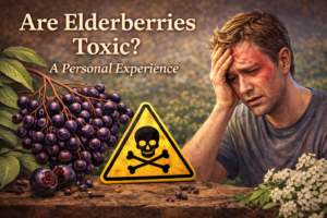 Are Elderberries Toxic? A Personal Experience