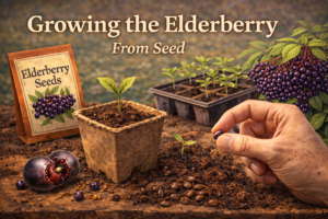 Growing the Elderberry From Seed