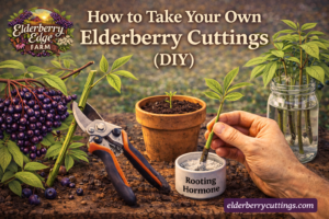 How to Take Your Own Elderberry Cuttings (DIY)